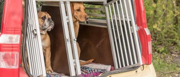 Cómo viajar con un perro o un gato en coche 3