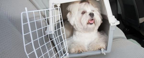 Cómo viajar con un perro o un gato en coche