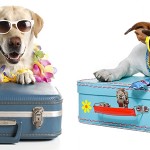 ¿Vas a Viajar con Mascotas?