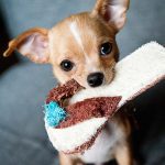 Video: Un Chihuahua versus una bolsa de comida