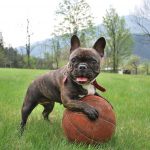 Video: Bulldog Francés hace un escándalo para ir al parque