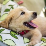 Video: La emoción de un Golden al reencontrarse con su familia