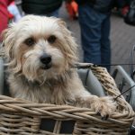 VIDEO: Norman, el perro que anda en bici