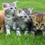 8 de agosto: celebremos a nuestros gatitos en su día