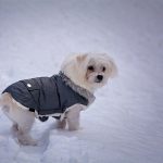 ¿Cómo cuidar a tus mascotas de los cambios climáticos?